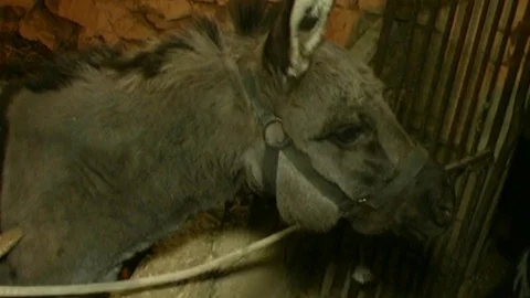 Nativity scene in Ispica, Sicily Видео 122491690