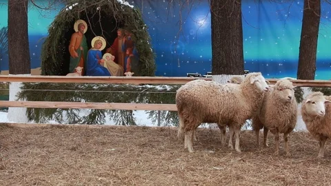 Nativity scene with sheeps Stock Footage 93517940