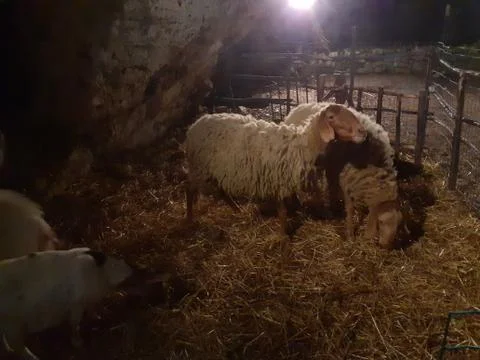 Nativity scene in Sicily Stock Photos