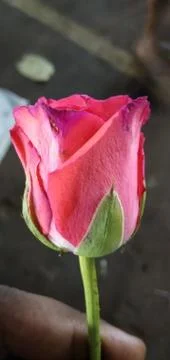 Natral rose flower Stock Photos