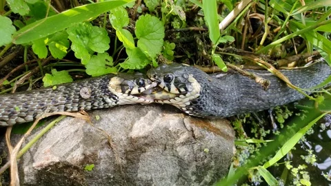 Natrix natrix aka Common Grass Snake. Two snakes in fight for food (marsh frog). Stock Footage 313654509