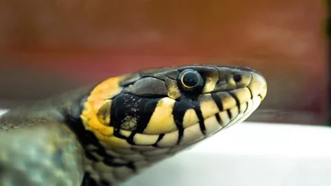 Natrix natrix, grass snake head macro Stock Footage 138666932