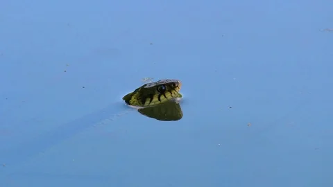 Natrix Natrix, grass snake in pond Stock Footage 89628198