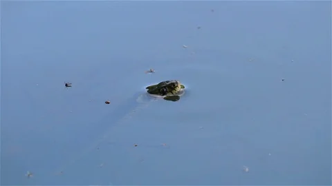 Natrix Natrix, grass snake in water Stock Footage 89628009