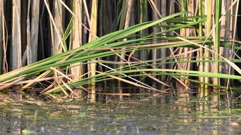 Natrix natrix, snake. The snake moves into the reeds Slow motion Stock-Footage 280595692