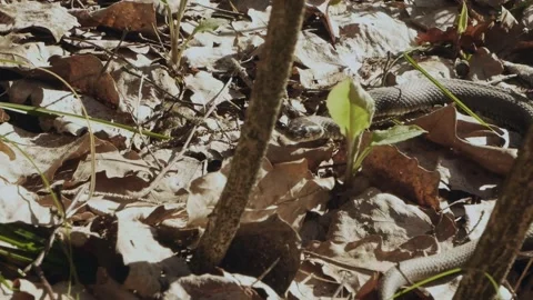 Natrix snake crawling tongue slow motion Stock Footage