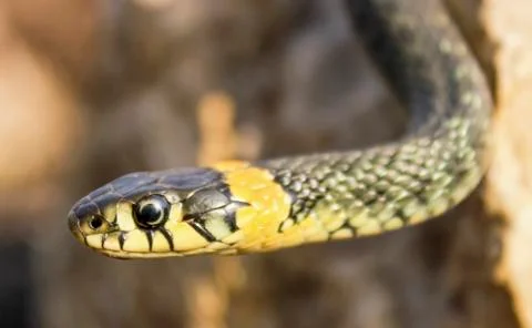 Natrix. Snake on a rock. Stock Photos