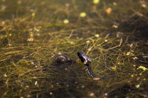 Natrix in water, swamp Stock Photos