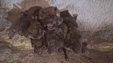 Natterer's bat group serried to cluster together romping after hibernation Stock Footage 321367083