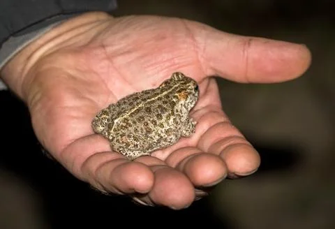 The natterjack toad, Bufo calamita, a small toad sitting in a mans hand. Stock-Fotos