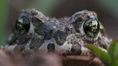 Natterjack toad close-up breathing and looking at camera with insect on head Stock Footage 171010974