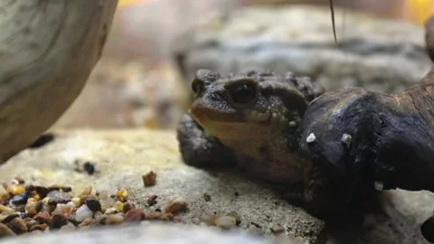 Natterjack Toad (Epidalea calamita) – 4K Close-Up of Rare European Amphibian Stock Footage 313366199