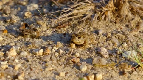 Natterjack toad (Epidalea calamita) in sand, juvenile baby frog in quarry Stock Footage 162851367