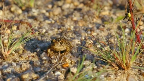 Natterjack toad (Epidalea calamita) in sand, juvenile baby frog in quarry Stock Footage 162851547