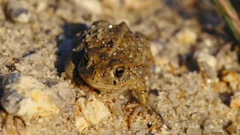 Natterjack toad (Epidalea calamita) in sand, juvenile baby frog in quarry Stock Footage 162851612