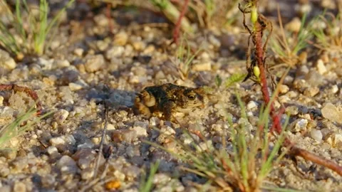Natterjack toad (Epidalea calamita) in sand, juvenile baby frog in quarry Stock-Footage 162851675