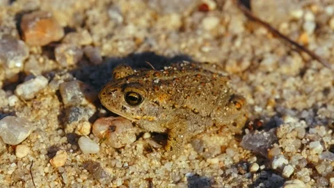 Natterjack toad (Epidalea calamita) in sand, juvenile baby frog in quarry Stock Footage 162851821