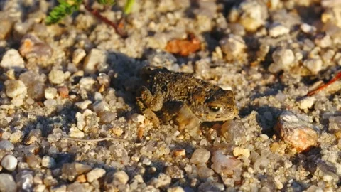 Natterjack toad (Epidalea calamita) in sand, juvenile baby frog in quarry Stock Footage 162851937