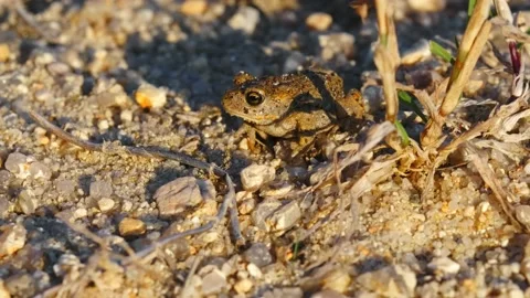 Natterjack toad (Epidalea calamita) in sand, juvenile baby frog in quarry Stock Footage 162852086