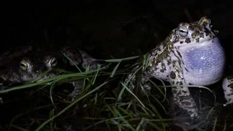 Natterjack toad (Epidalea calamita) singing, Spain Stock Footage 234453055