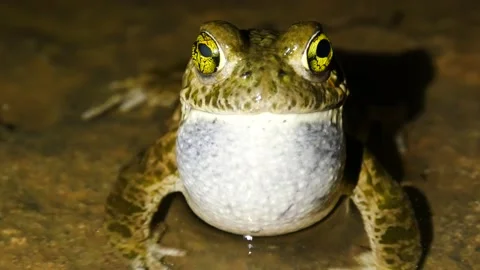 Natterjack toad, Epidalea calamita, Spain Stock Footage 234453047