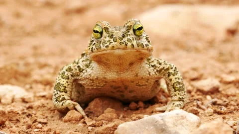 Natterjack toad, Epidalea calamita, Spain Stock Footage 234453053
