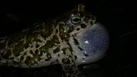 Natterjack toad, Epidalea calamita, Spain Stock Footage 234453071