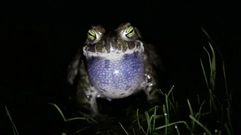 Natterjack toad, Epidalea calamita, Spain Stock Footage 234453077