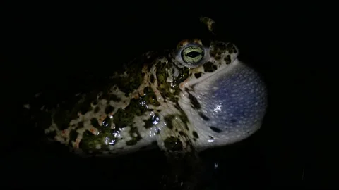 Natterjack toad, Epidalea calamita, Spain Stock Footage 234453085