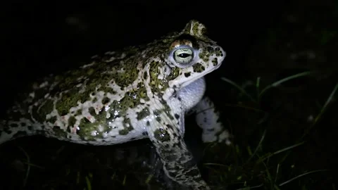 Natterjack toad, Epidalea calamita, Spain Stock Footage 234453098