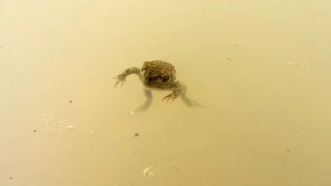 Natterjack toad, Epidalea calamita, Spain Stock Footage 234453099