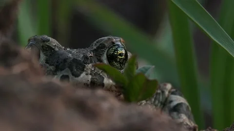 Natterjack toad hides in the ground and looks at the camera, close-up Stock Footage 157072950