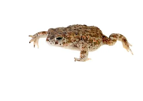 Natterjack toad Stock Photos