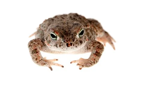 Natterjack toad Foto stock
