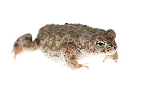 Natterjack toad Stock Photos