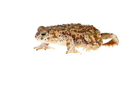 Natterjack toad Stock Photos
