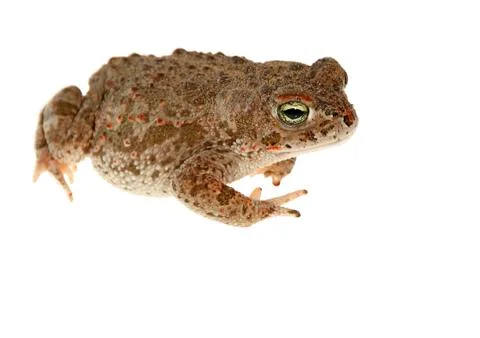 Natterjack toad Stock Photos