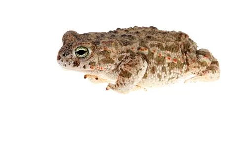 Natterjack toad Stock Photos