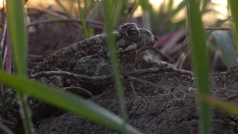 Natterjack toad sits in the grass on the ground close-up Stock Footage 157834444