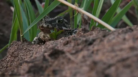 Natterjack toad sits on the ground and looks at the camera close-up Video stock 157313293