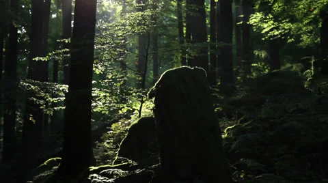 Natur #1 Stock Footage 35727294