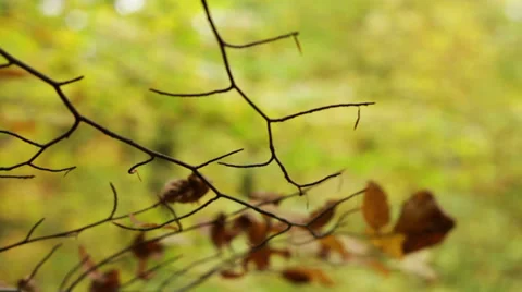 Natur #5 Stock Footage 35726948