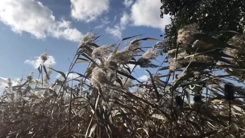 Natur in slowmotion 스톡 동영상 140932285