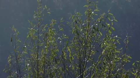 Natur in Terchova. Stock Footage 82710340