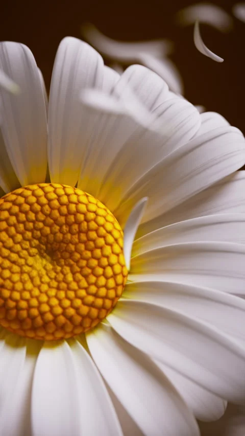 Natural 3D loop of daisies with softly swirling petals. Stock Footage 336448146