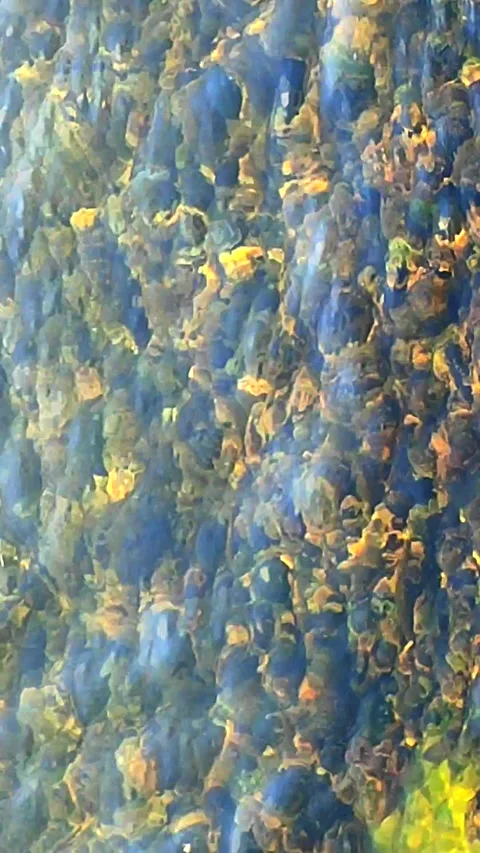 Natural abstract background bottom covered green brown algae sun glare Vertical Stock Footage 306335784