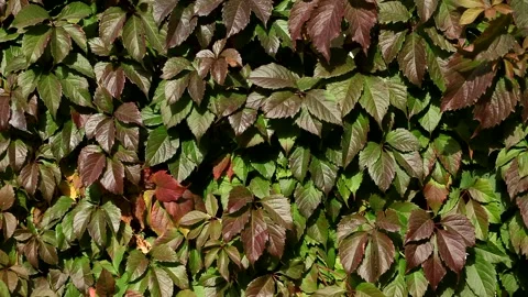Natural abstract background from branches and leaves of wild grapes. Stock Footage 141462109