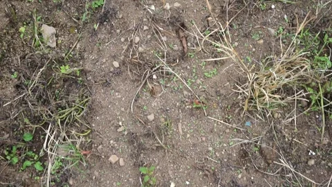 Natural abstract background of coarse sandy soil mixed with pebble fragments Video stock 336071214