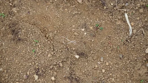 Natural abstract background of coarse sandy soil mixed with pebble fragments Stock Footage 336071404