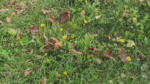 Natural abstract background of green grass mixed with fallen autumn leaves Stock Footage 346538088